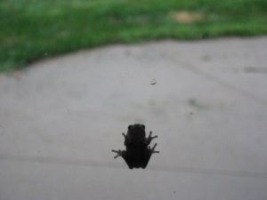 frog on window