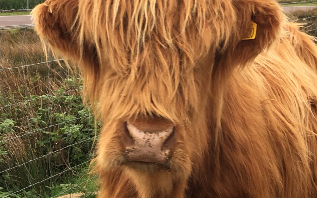 Step Away From the Hairy Coo!